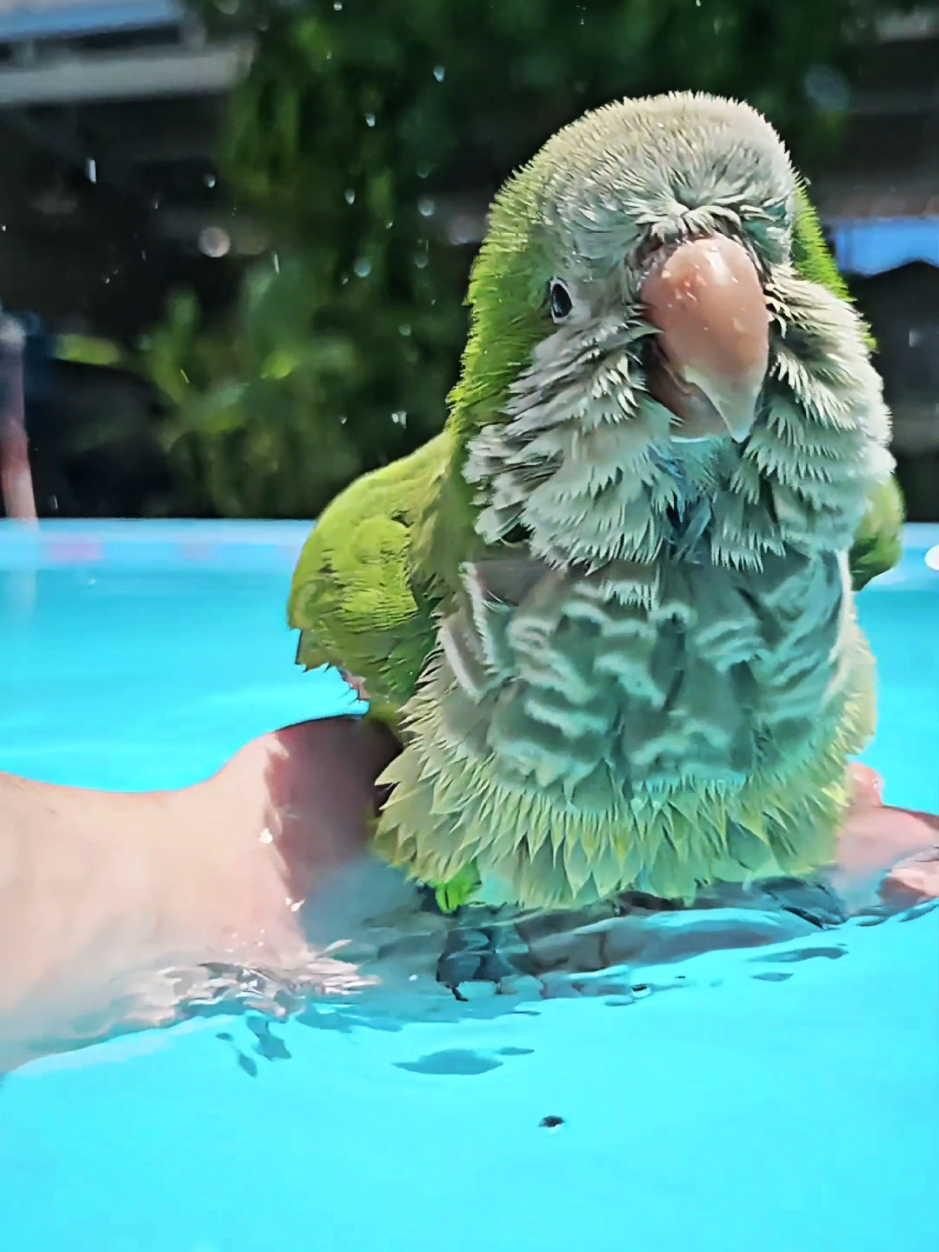 The most viewed video on tiktok #quakerparrot #birds #bathing #slowmotion #2025 #mostviewed #views #cockatiel #pool #parrotsoftiktok #cute #beauty #nature #animalsoftiktok #pets #petsoftiktok #slowmo #2025 