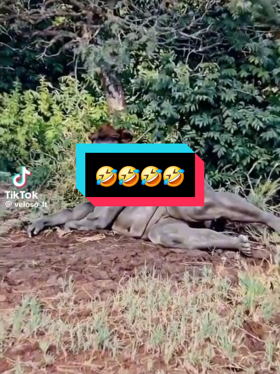 lmaoo who never did it in the bush? million views viral tiktok in 2025 video videos 2025 2025 New Year TikTok 2025 Happy Year 2025 filter 2025 viral video from 2025funny viral 2025Lustige Videos funny viral videos over 10 million views funny videos to laugh funny viral clips 1 billion views video funny viral tiktoktrending now trending song on tiktok 2025