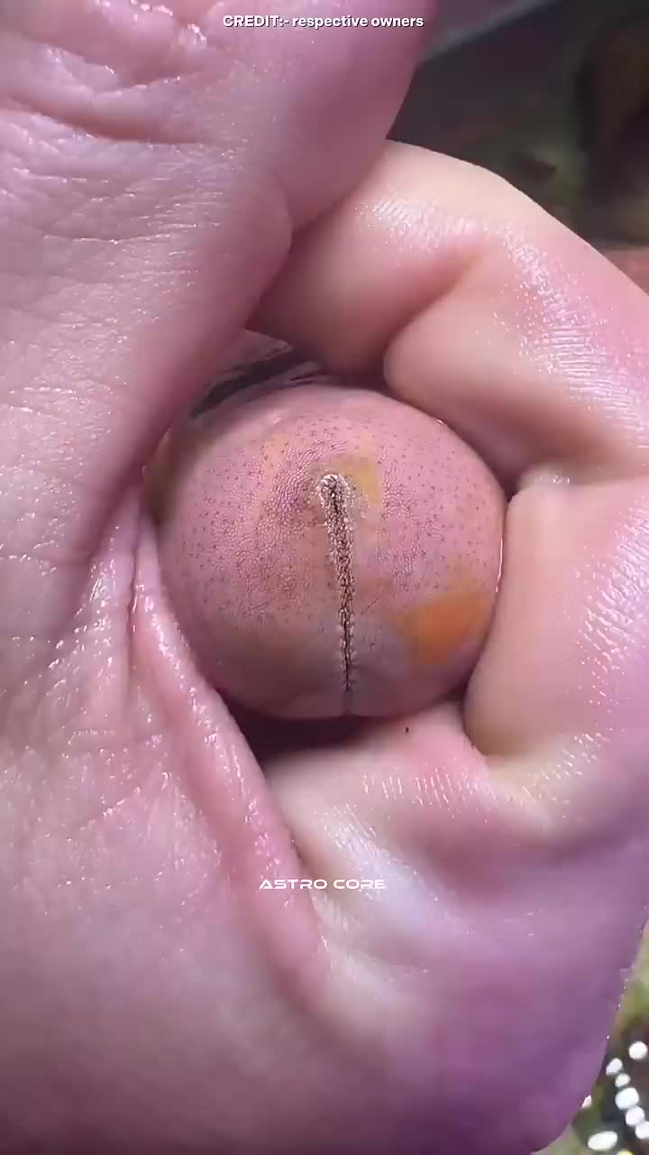 Star fish 🐟#viral_video #1klikes #creatorsearchinsights #fyp #1mviews