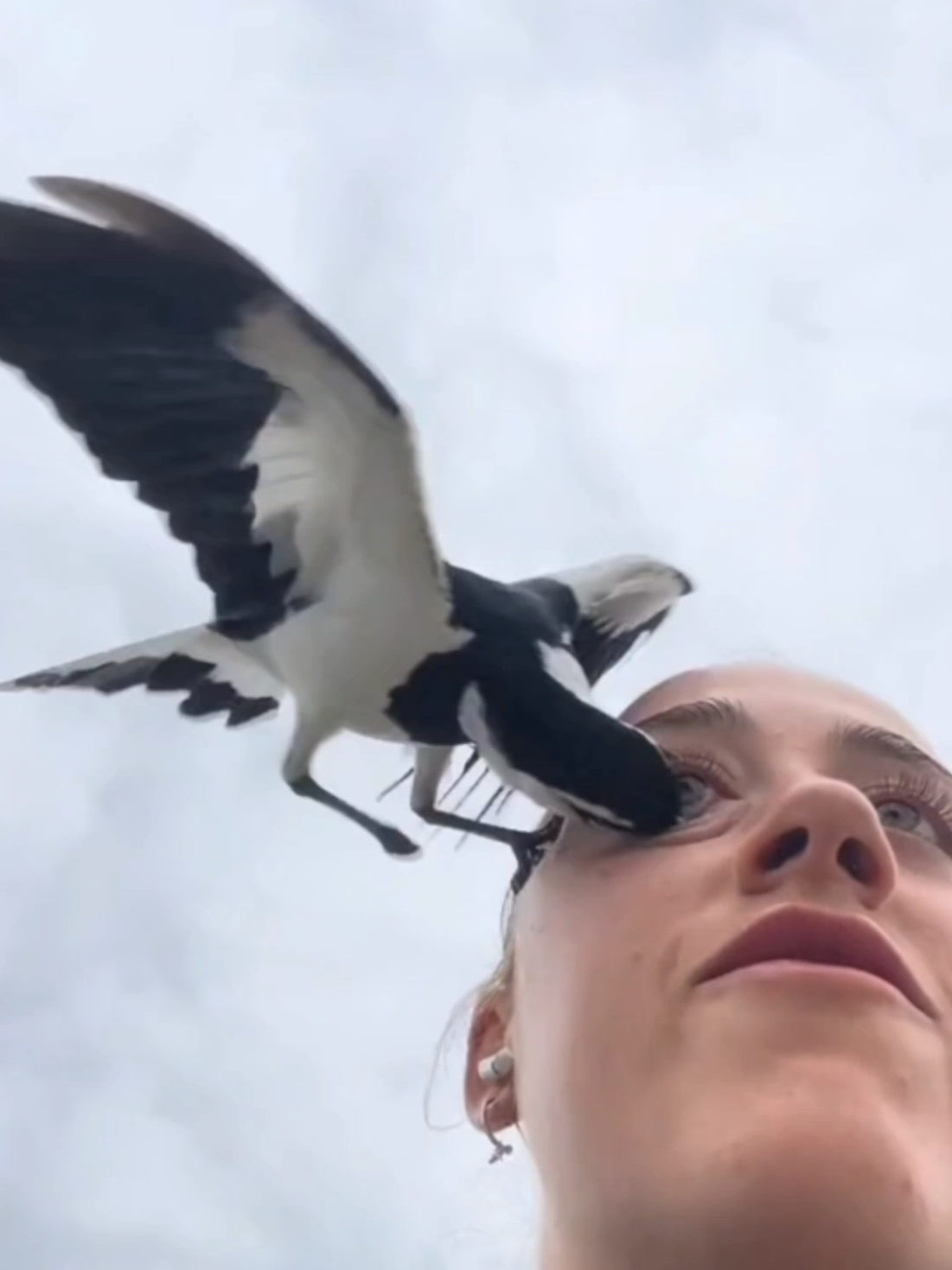 #fyp #bird #viraltiktok #bestvideo #dangerous 