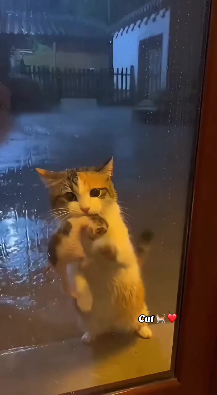 The most Viral Video in Tiktok #creatorsearchinsights #viralvideo #tiktok #mostviralvideo #foryou 