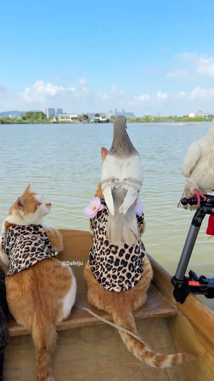 Seaside indigenous people‘s fishing cat