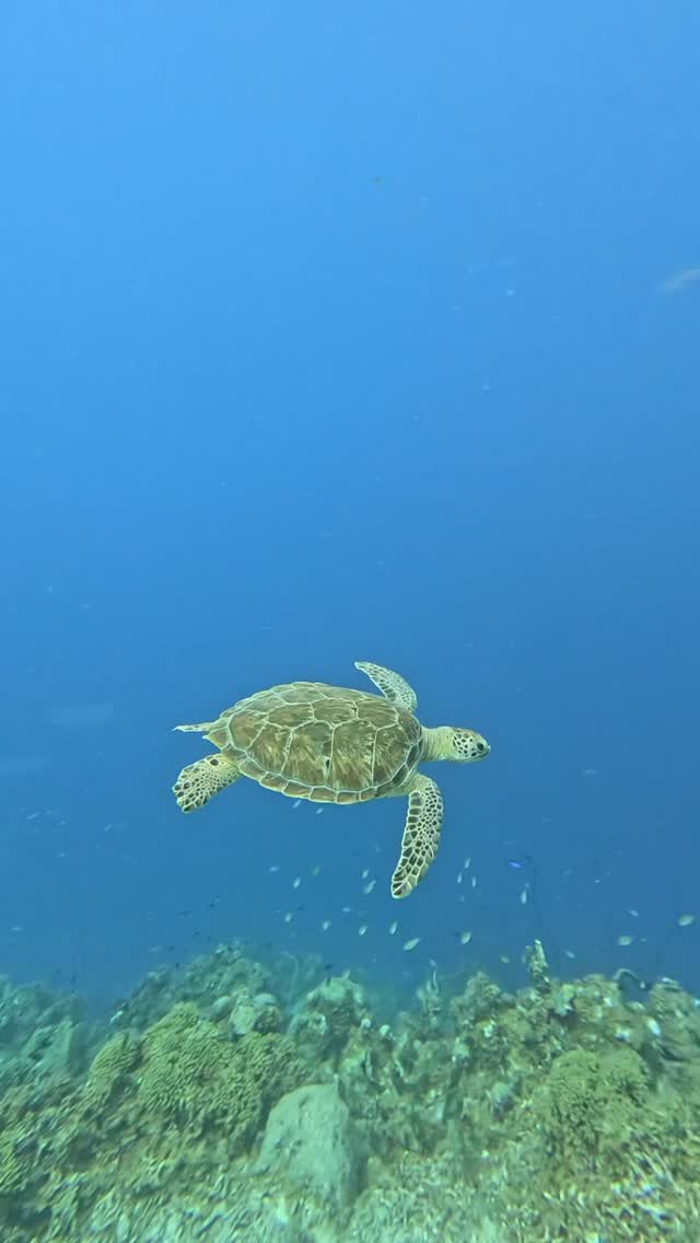 Curacao diving day one 🤿 

Situated just above Venezuela, the island of Curacao offers all year round scuba diving.

Warmer waters between 25 - 30 degrees, crystal clear  and healthy reefs. On dive one I saw green sea turtles, squids, sea horses, lobsters and a ton of moray eels 👀 Perfect for those of you who are new to diving!

@curacaomarriottbeachresort @gobydivers_ @quinnpr_ 

#curacao #marriottpartner #curacaomarriott #scubadiving