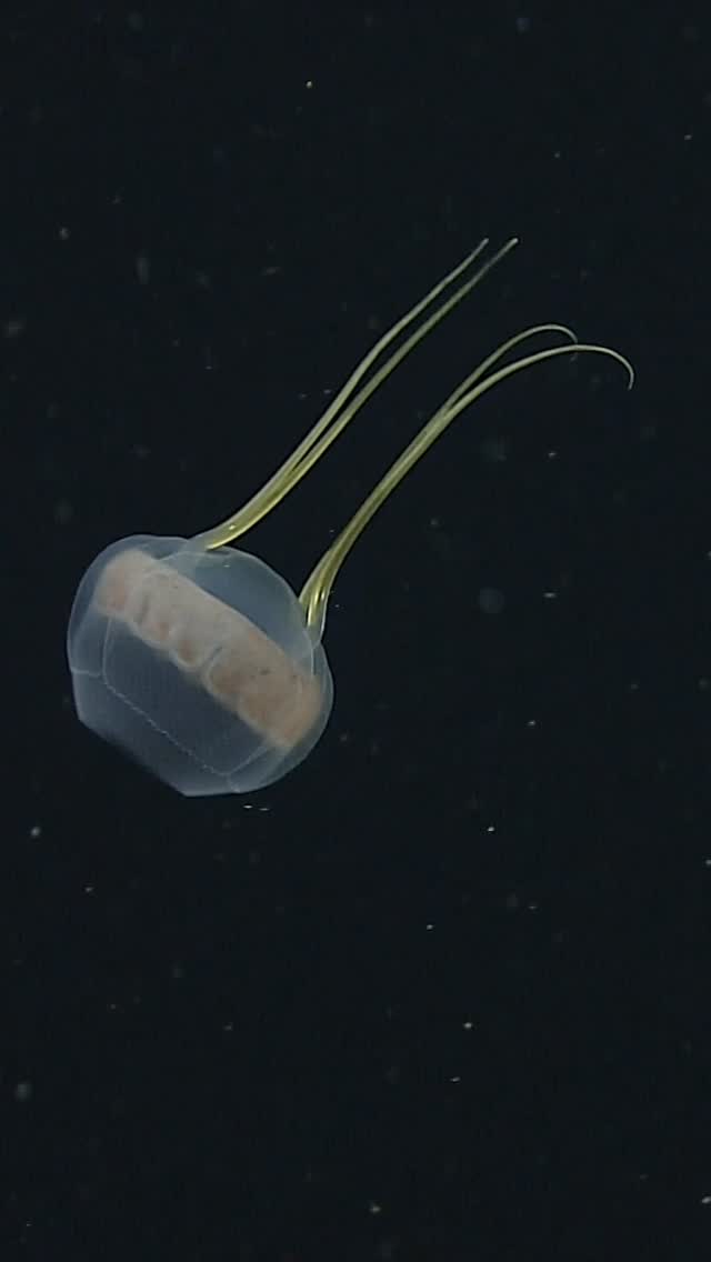 Adding a little zest to your Wednesday with the lemon jelly—Aegina citrea. 🍋⁠
⁠
The lemon jelly, Aegina citrea, is different from many other jellyfish because it has only four tentacles extending from its bell. Although jellies in the genus Aegina are relatively well known, they often surprise scientists by evolving unusual forms or colors in deep water.⁠
⁠
A surprisingly large proportion of these gelatinous marine animals have yet to be named and classified because they disintegrate when collected by traditional sampling tools like trawl nets. MBARI’s remotely operated vehicles allow us to make video observations that provide essential information about the animal’s behavior, where it lives, and what it eats. This little jellyfish has been frequently observed eating much larger comb jellies.