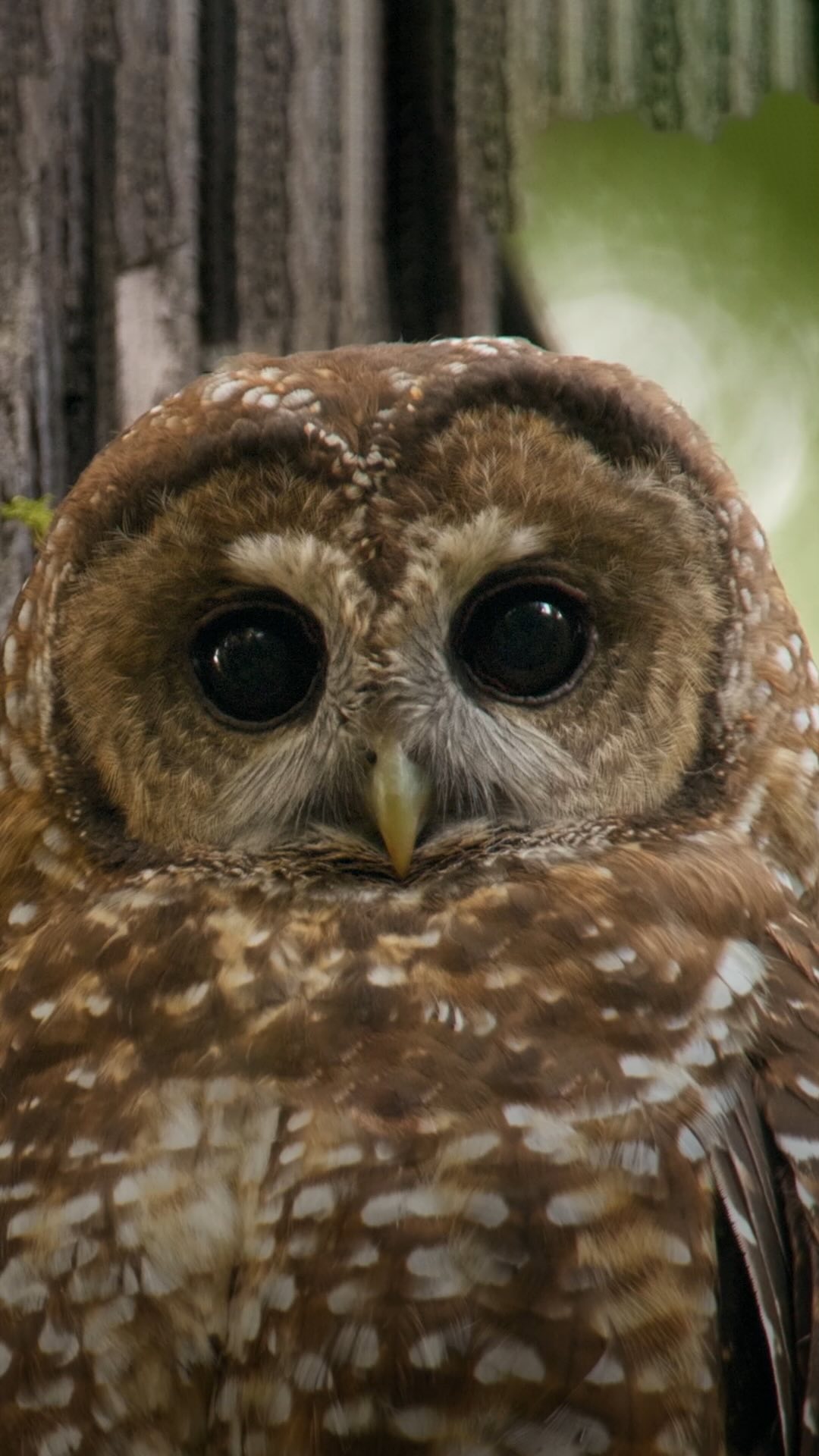 Someone’s HANGRY 🦉 This California spotted owl chick is always begging for more snacks, and lucky for her, mom and dad are the ultimate aerial hunters.