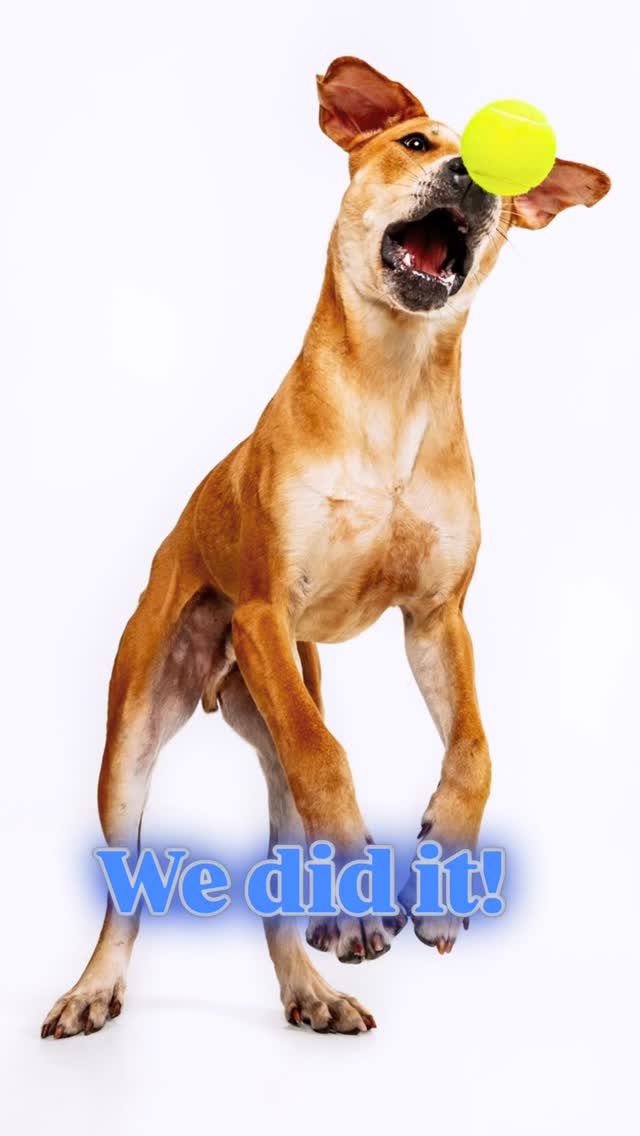 We did it! Sulley has been adopted!~

Thank you Sulley’s new owner for taking a chance on him and adopting from a shelter. 
Thank you, @friends4lifeorg for taking Sulley into your program and finding him an owner. 
Thank you, @robynarouty for using your AMAZING skills and capturing Sulley’s full potential.
Thank you, @pierogiiyogii for stepping up and watching Sulley during a time of need.

On 04/14/25, we found Sulley wondering our street. We first called SPCA’s ambulance, but were told his wounds weren’t severe enough for intake. They said he was most likely thrown out of a moving car and that it’s common for people to abandon pets in neighborhoods! We called/e-mailed 16 animal shelters to take him in, but they were all either at full capacity, kill shelters, or we weren’t within city limits. The only shelter willing to take him into their program was @friends4lifeorg and for that we are extremely grateful. 

Let’s be better. Let’s do better. Help shelters out by volunteering, adopting from them, and spay/ neutering your pets. Please do not abandon your pets or throw them out of a car.