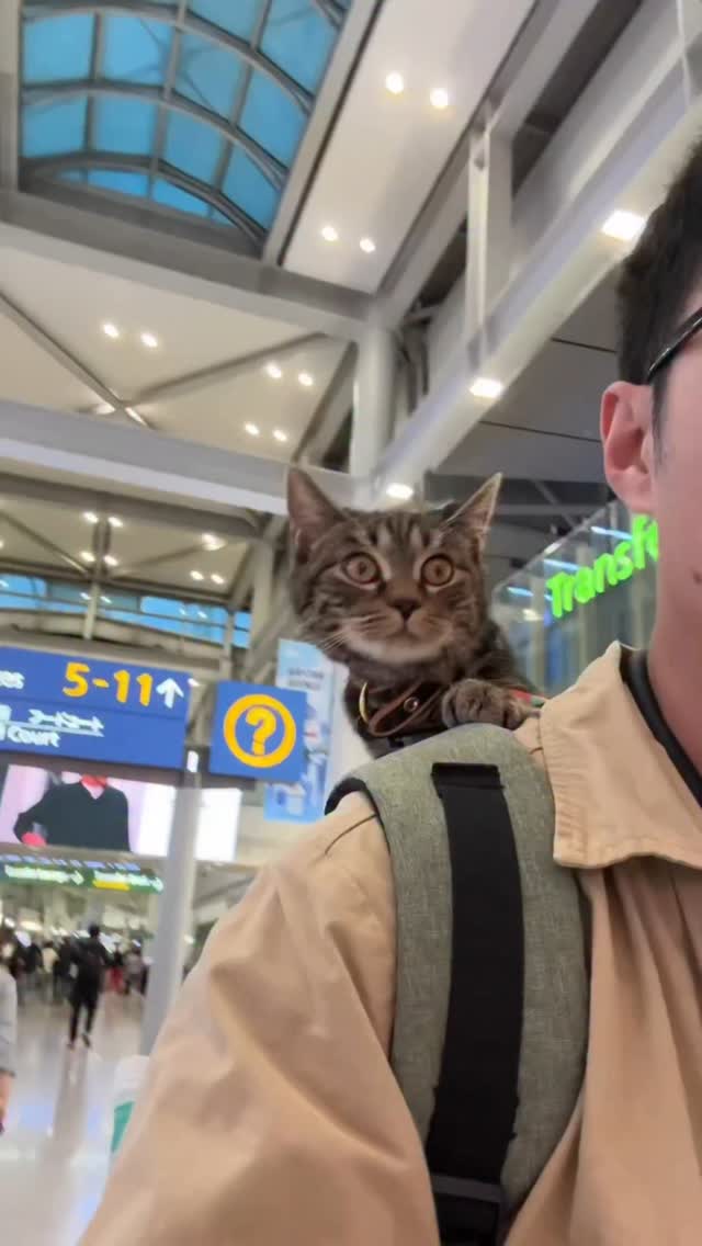 Travel around the world with cat First station Bangkok,带狸花猫环游世界第一站曼谷（02）