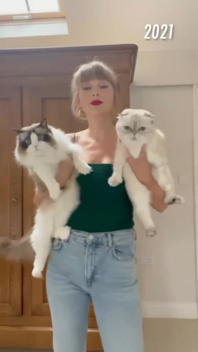 Hoje é o Dia Internacional dos Gatos! 🐱🐱🐱