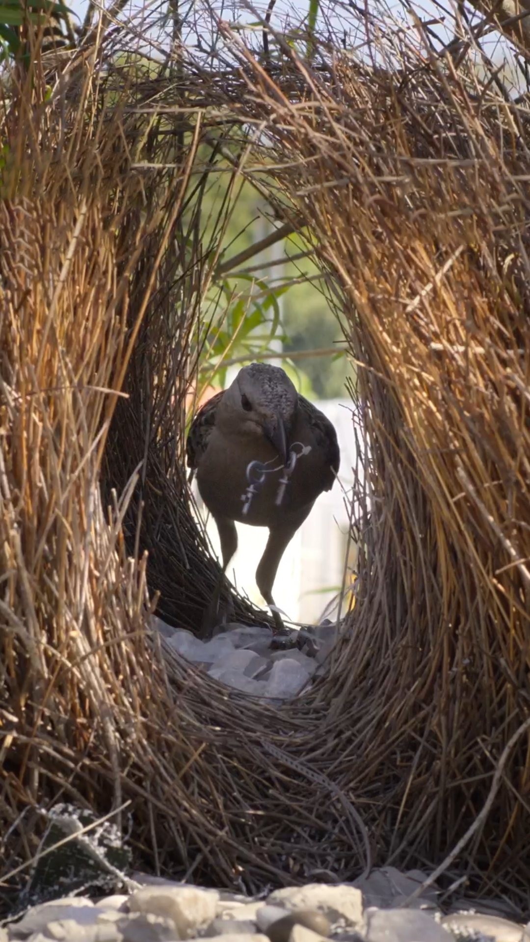 She's too picky, those are S-tier pieces of trash.

#Underdogs, narrated by @vancityreynolds, is now streaming on @DisneyPlus and @hulu.