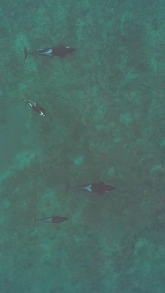 During a dive in Golfo Nuevo, Argentina, @juanfiscina had an unforgettable encounter with a pod of orcas. They swam up to him calmly and curiously before continuing on their way. Despite being apex predators, orcas have never attacked humans in the wild.
📽️ @lucas_fiscina x @juanfiscina