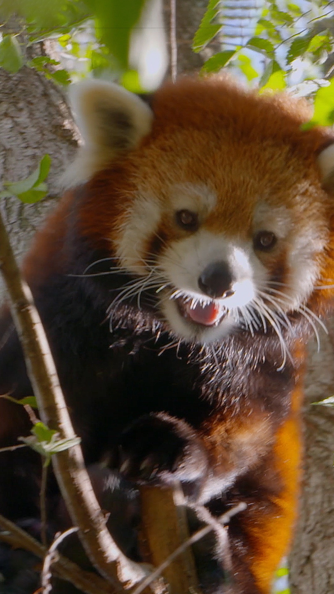 Drop your niche animal in the comments 👇