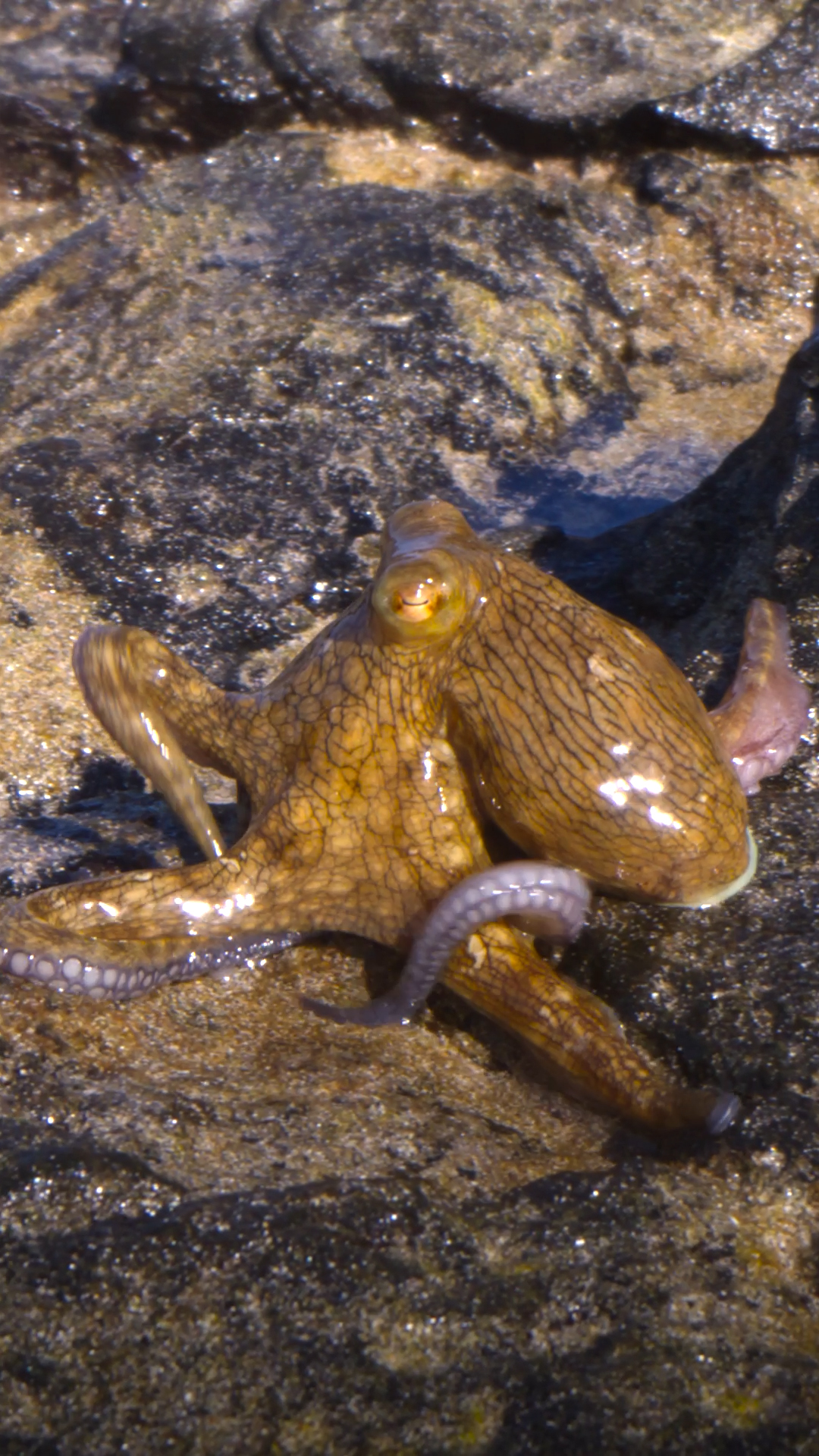 To catch its dinner, this island octopus must face the dangers of life above water by hopping from tide pool to tide pool to find the perfect hunting position. 🐙

#SecretsOfTheOctopus is now streaming on @DisneyPlus and @hulu.