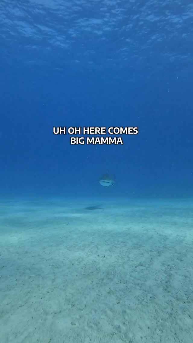 Big tiger shark alert
She’s
that big you’ll see the diver take a double look
We give our guests shark poles.
They are just a reference for the shark to turn and they will turn if you use it correctly.
The shark pole is not:
- a baseball bat
- a sword
- a “f**k get away from me stick”
• light sabre 
- a toothe pic (yep I seen a diver feed her stick to the tiger before
- a prodder

#tigershark #sharks #tigershark #shark #sharkweek