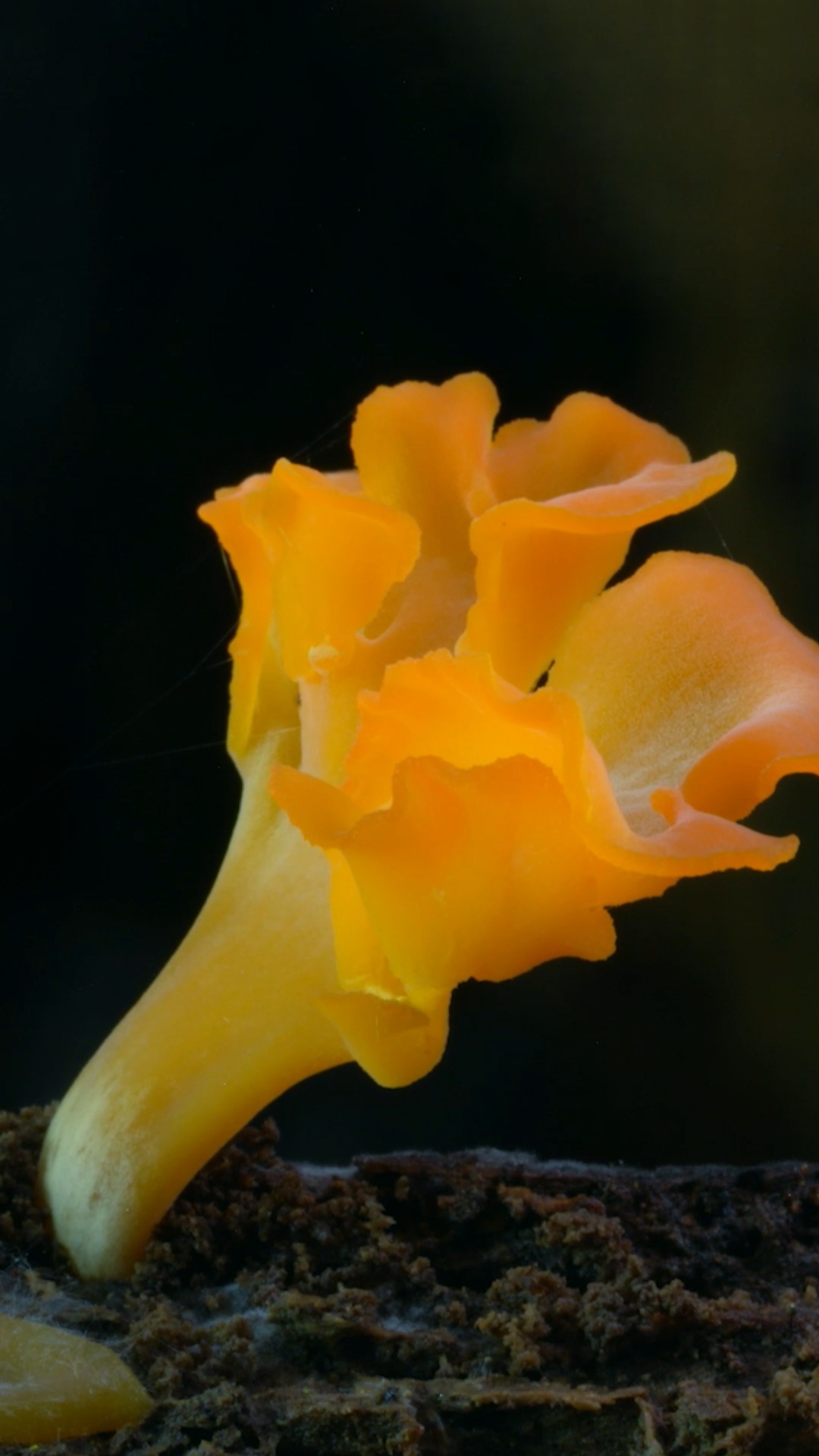 Stop and smell the fungi ✨🍄 As nature’s recyclers, they break down critical nutrients that the forest uses to grow. In some jungles, species of fungi outnumber the plants 33 to 1.