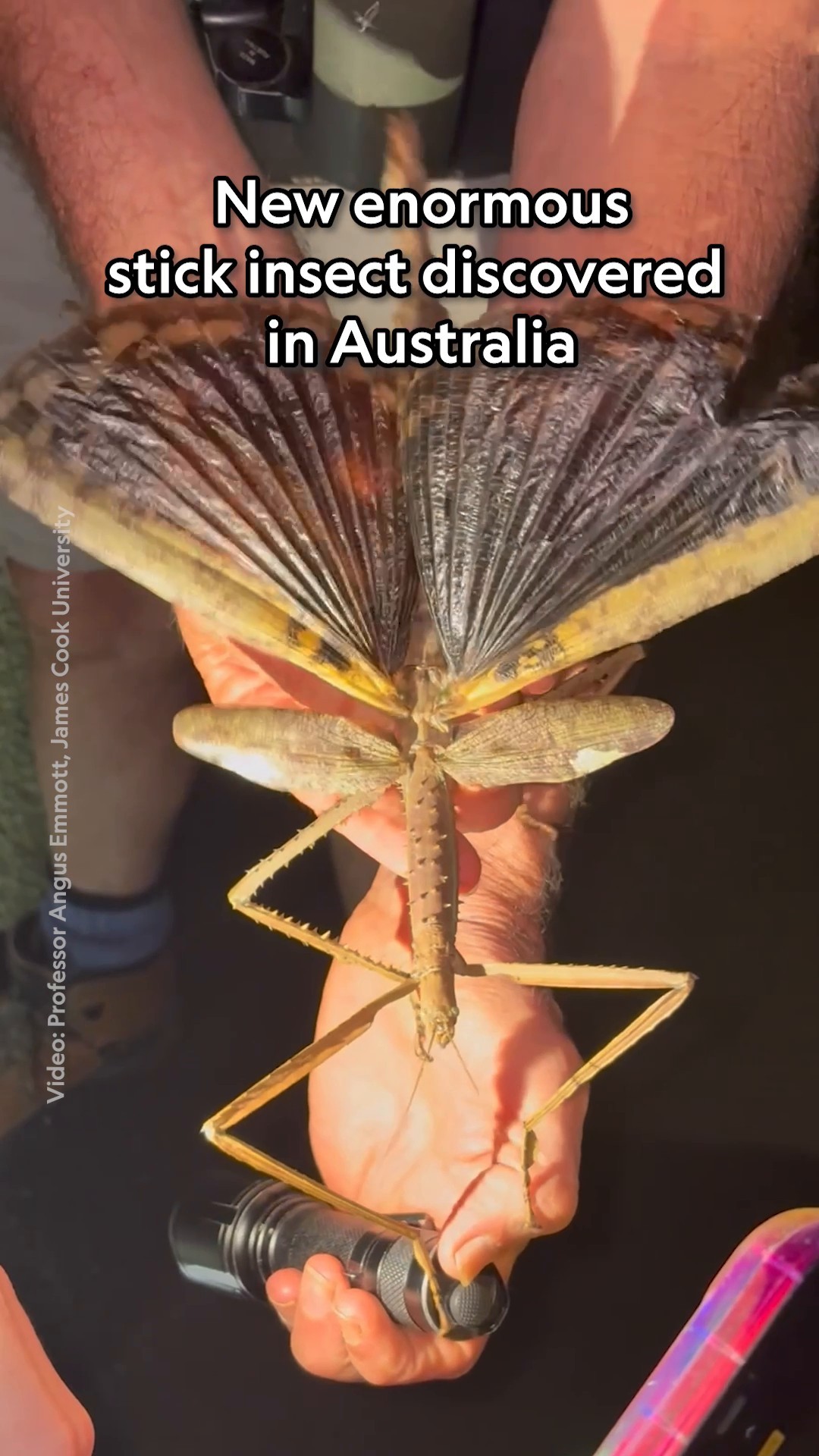 A chance encounter led to the discovery of a massive new insect—and yes it's in Australia.

Resembling more of a branch than a twig—and weighing about the same as a golf ball—this stick insect is the largest collected example of the species that's now called Acrophylla alta. Its surprising weight and size have researchers referring to it as the heaviest known insect in the country.

Uncover more about these monster insects at the link in bio. 

Video by Professor Angus Emmott, James Cook University