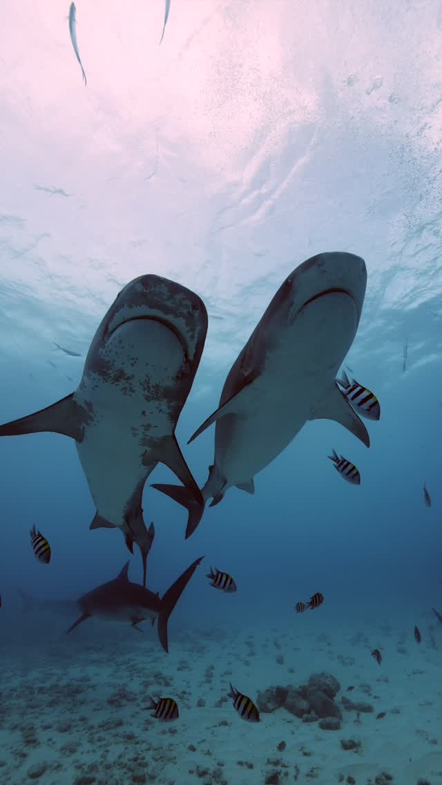 Love the view of two girls at once🦈
.
@sharkexpeditionfuvahmulah @scubaexpeditions 
.
.
.
.
.
#shark #sharks #tigershark #sharkdiving #tiger #sharkdive #sharkdiver #ocean #oceanlife #maldives #divemaldives #fuvahmulah #scuba #scubadiving #scubadive