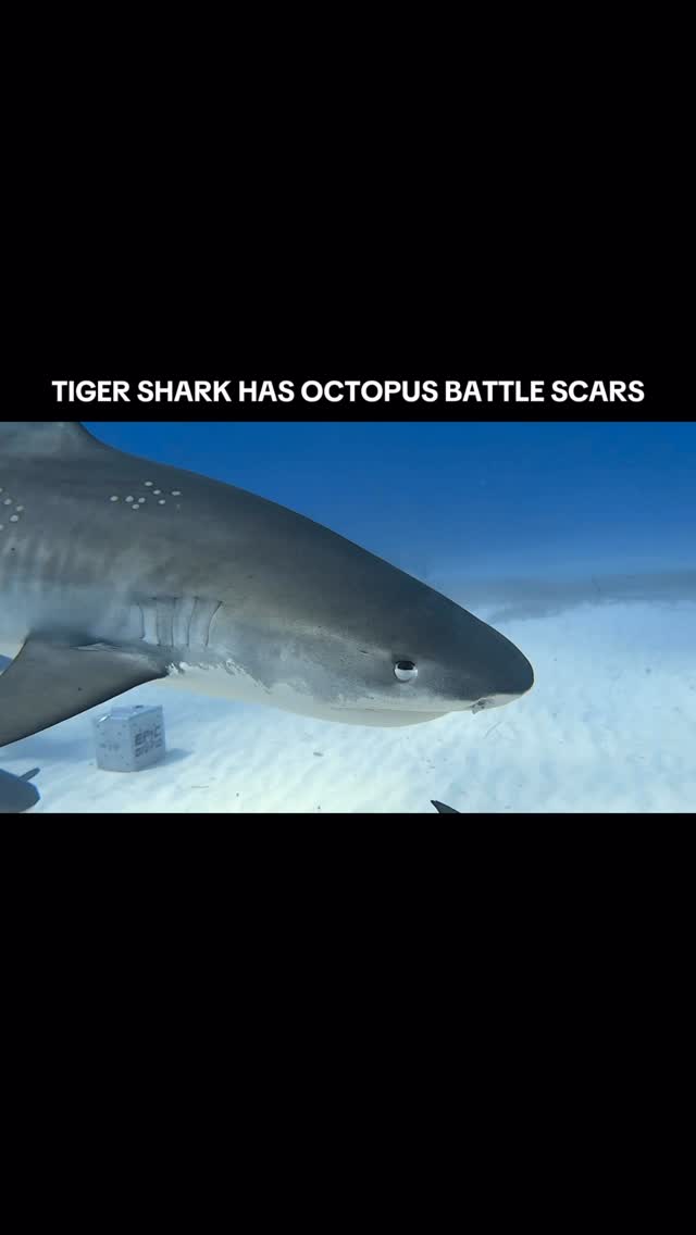 There’s a first! One of the tiger sharks has had a run in with an octopus 🐙 

Those are the suction marks left from the tentacles of an octopus. Either Caicos the tiger has tried to eat one and and the octopus gave her a telling off or the octo simply wanted a ride. 

Octopus are very strong btw they won’t let go if they don’t want to. TRUST ME 😂 

#octopus #shark #tigershark #scubadiving