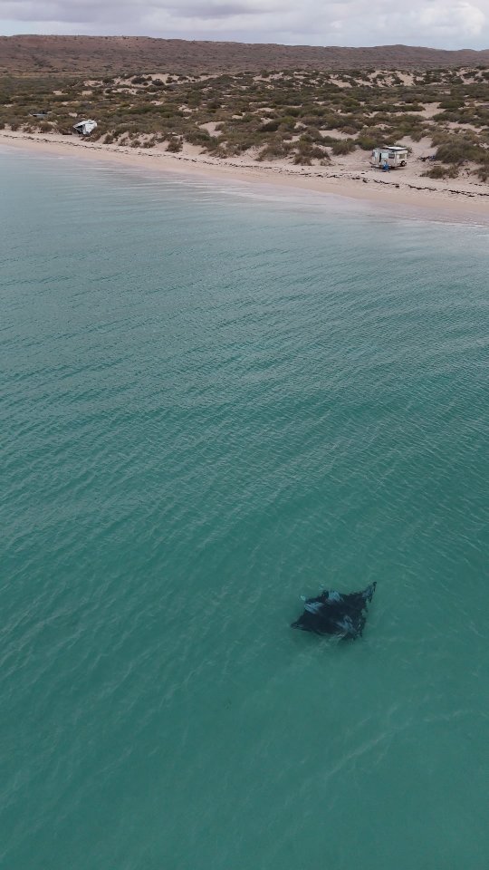 Most of the time you’ll see manta rays gliding, but sometimes they pull off flips like this. 😎

📽️ @oh.hey_renee & @rooftop.to.reef