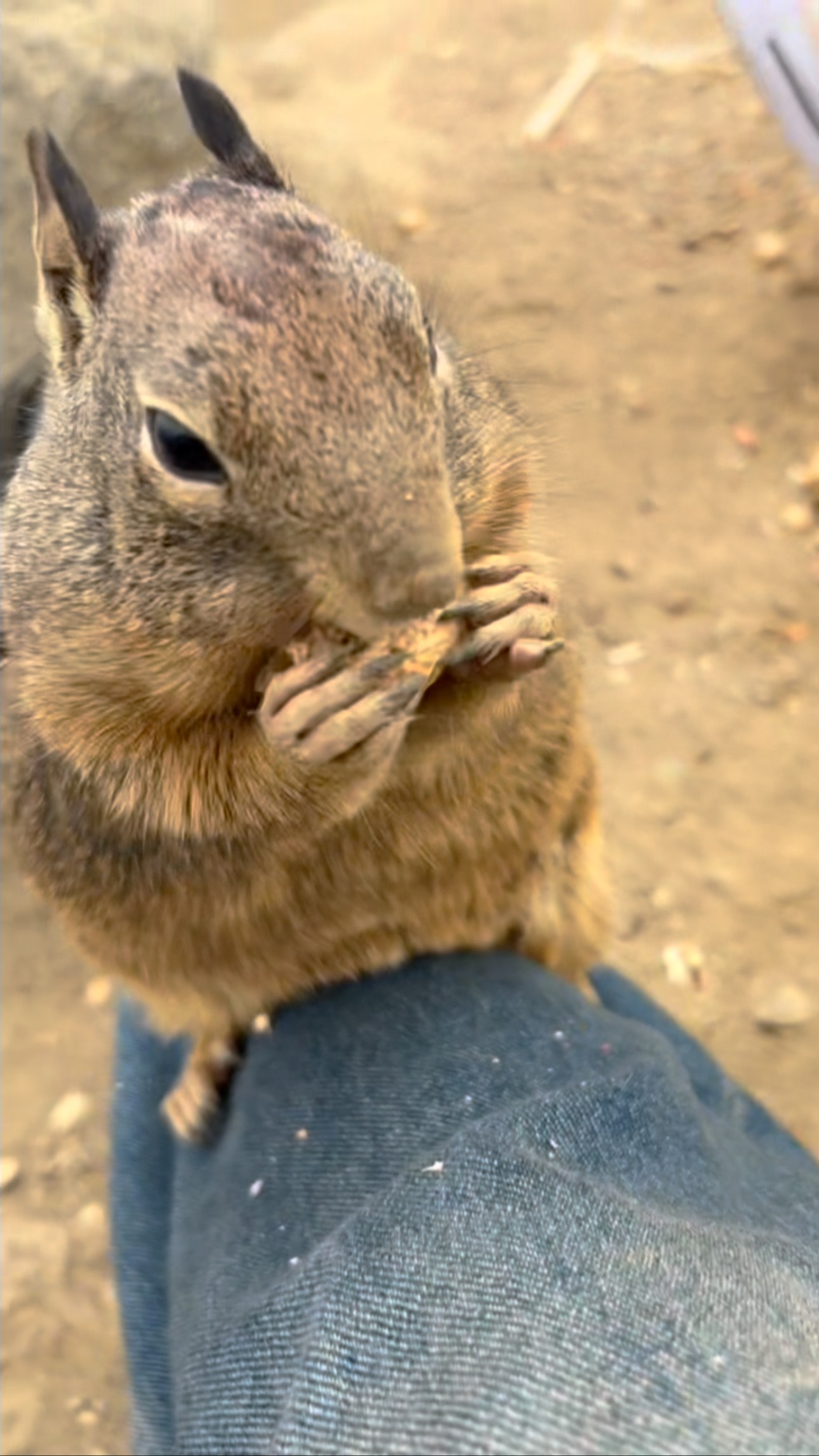 summer break is coming to and end. 4 more days 😭😭😭
#sᴜᴍᴍᴇʀ2025 #saltair #augusttaylorswift #taylorswift #taylorswiftfan
#taylorswiftfanaccount #1989taylorsversion #ttpd #ttpdtaylorswift#thetorturedpoetsdepartment #reputationtaylorswift #taylor #taylorswiftfanaccount #taylorswiftfanpage #taylorswiftfans #taylorswiftfan #swiftie #swifties #swiftieforever #swiftieforlife #eras