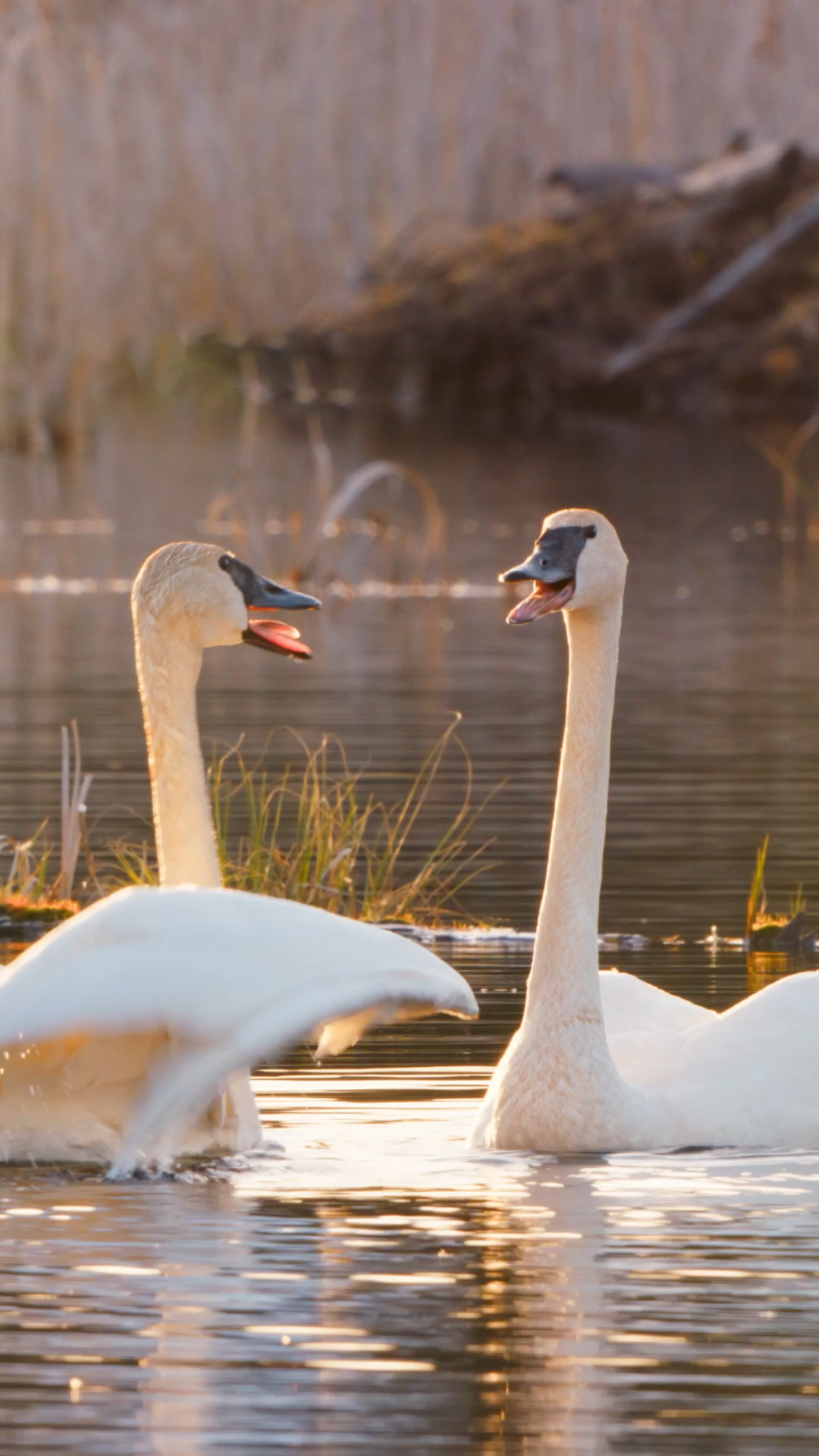 The true definition of love birds 🦢💞 With over a third of Voyageurs National Park submerged in water, it’s the perfect nesting ground for a family of trumpeter swans.