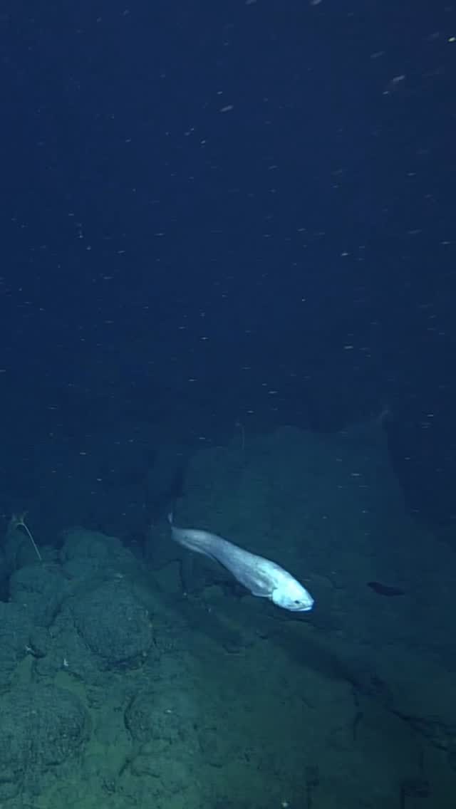 The giant cusk-eel (Spectrunculus grandis) is one of the largest bony fishes in the deep abyss. 🐟

Sometimes called “swimming noses,” these fish rely on their large olfactory organs to sniff out their next meal. They are not picky eaters—a hungry Spectrunculus will dine on a variety of bottom-dwelling invertebrates like crustaceans, worms, and sea stars or just as happily nibble on decomposing carcasses. 

In the deep sea, food can seem scarce unless you know where to look. Poop, snot, dead plankton, and larger animal carcasses sinking from the ocean’s surface provide a tasty treat for seafloor scavengers. To find a feast in the vast abyss, it helps to follow your nose.

Spectrunculus is just one of the many magnificent animals that thrive on the abyssal seafloor. As society looks to the deep sea for mining rare minerals such as cobalt and nickel, understanding the importance of this spectacular species and other abyssal animals has become especially urgent. Our research is revealing how human actions will affect deep-sea communities. We are providing the information policymakers need to guide their decision-making about the ocean, its inhabitants, and its resources.
