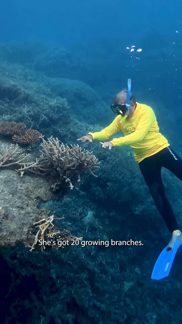 Where new life grows on the old 🪸
Featuring Master Reef Guide Glen from @quicksilvercruises at Agincourt Reef.
#greatbarrierreef #nature #coralreef #coral #masterreefguides
