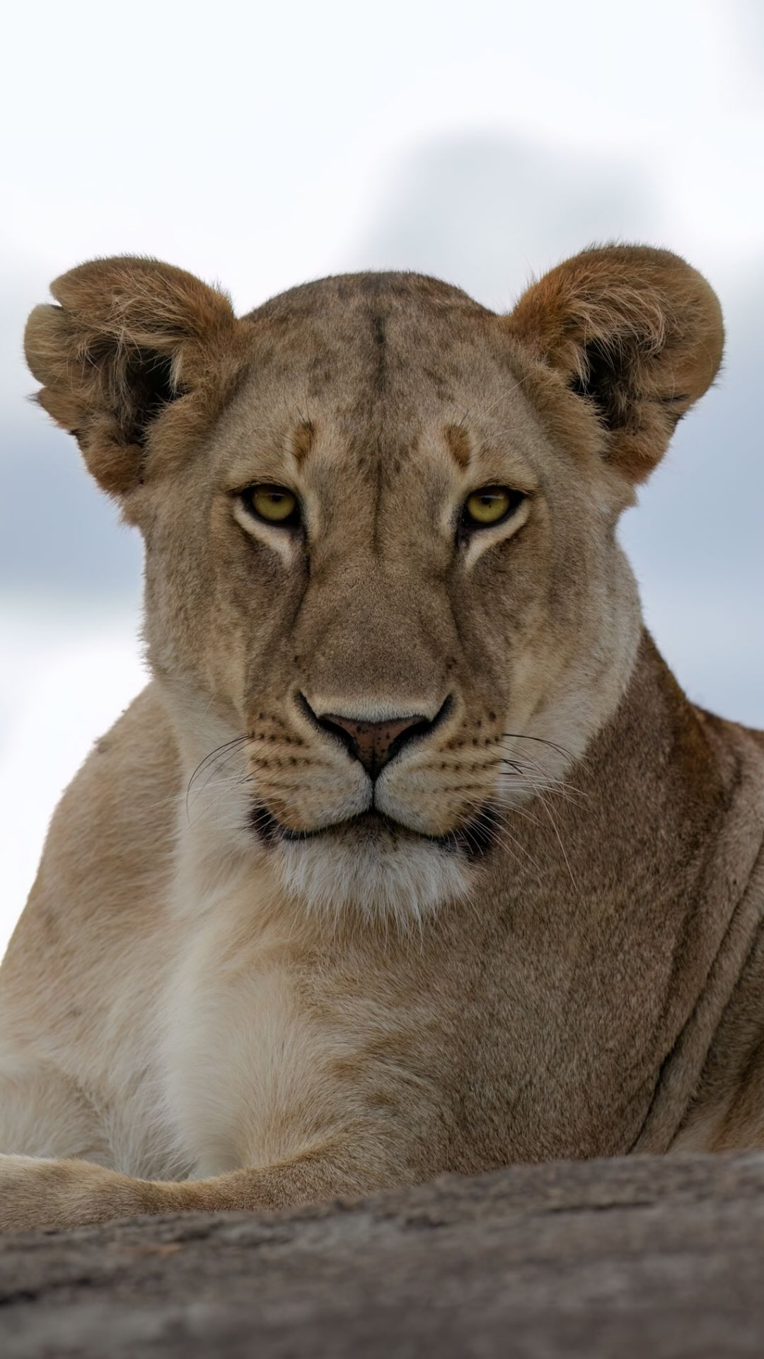 Join me on safari! 📸🐆🦓 I am very excited to announce that I have collaborated with Nomad Tanzania to giveaway a 6-night safari holiday in Tanzania’s Ruaha and Selous National Parks from 7-13th November 2025. 

How to enter:
1. follow myself and @nomadtanzania 
2. like this post and comment why you’d love to come on safari 
3. BONUS point for resharing this post to your story and for tagging a friend!

See one of you on safari soon! 🦁🐢🐘

T&Cs:
1. Prize draw is open to those aged 18 years or over.
2. The draw will run from 11th until 31st August. Entries submitted after this time will not be considered.
3. One winner will be selected to win a 6-night safari holiday for one person, joining wildlife filmmaker Roxy Hemadani.
4. The prize is valued at $18,000 (as of the date of the draw).
5. The winner must be available to travel from 7th to 13th November 2025.
6. The trip will include:
 * 3 nights at Kigelia Ruaha
 * 3 nights at Sand Rivers Nyerere
 * Photographic guidance from Roxy
 * Guided safaris (game drives, walking, river excursions)
7. Not Included in the Prize:
 * International flights to/from Dar es Salaam
 * Domestic flights within Tanzania
 * National park fees
 * Travel insurance (mandatory), visas, vaccinations, tips, or any other personal expenses
8. The prize is non-transferable and cannot be exchanged for cash.
9. The prize is offered in line with Nomad Safaris Limited’s standard Terms & Conditions and privacy policy.
10. Nomad Safaris Limited reserves the right to suspend, cancel, or amend the competition at any time.
11. The promoter is not liable for any loss, damage, or delay caused in relation to the prize or competition.
12. Personal data collected during this competition will be processed in accordance with Nomad Tanzania’s Privacy Policy.