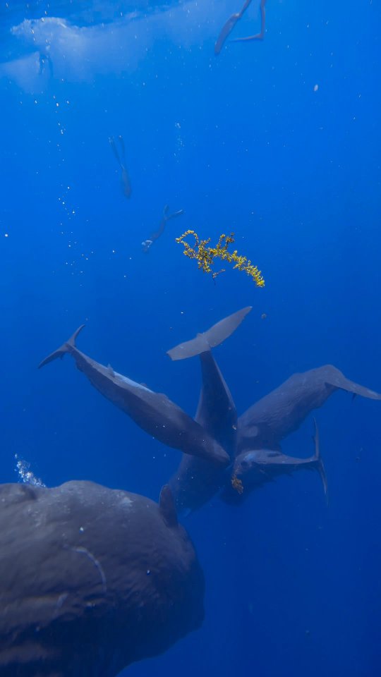if this was a dream - then it was a good one...

that yellow seaweed in the end 💛 

#oceanreel #beautifulexperience #nature #planet #whalesound #whales