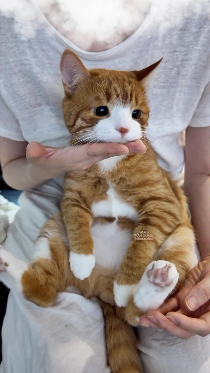 🪫
#cat #pet #cats #catsofinstagram #petlovers #cats_of_world