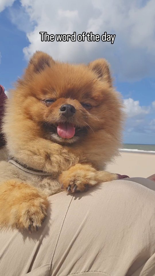I keep finding sticks and shells, and my human keeps taking them away. #DejaPoo. I'm just trying to build my collection here! 🏖🐚

#pomeranianbaby #puppymodel #puppydaily #puppystagram #pomeranianlife #pomeranianlover #pomeranianofinsta #puppy❤️ #puppyfun #puppysmile #dogvideos #dogsoninstagram #dogsmakeeverythingbetter #dogquotes #pomeranian #honden #dwergkees #dogreels #dogreel #funnydogs #dogquotes #wordoftheday