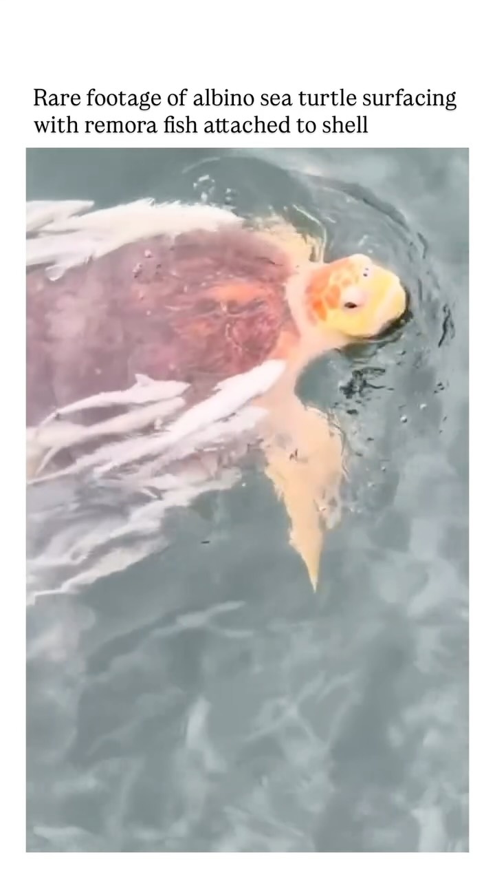 In an extraordinary encounter, rare footage captures an albino sea turtle surfacing — its pale, almost ghost-like shell gleaming under the sunlight — with a remora fish clinging to it. Albino sea turtles are exceptionally uncommon, their lack of pigmentation caused by a genetic mutation that affects melanin production. This unique colouring makes them stand out in the ocean, which is why sightings like this are so remarkable.

The remora, often called a “suckerfish,” has a specialised suction disc on its head, allowing it to attach to larger marine animals like turtles, sharks, and rays. This hitchhiking behaviour benefits the remora by providing free transport and scraps of food, while the turtle may get some help with parasite removal. Together, they create a fleeting yet fascinating glimpse into the quiet partnerships and rare wonders that thrive beneath the waves.

#SeaTurtle #AlbinoSeaTurtle #RareWildlife #OceanLife #MarineWildlife #WildlifePhotography #UnderwaterPhotography #OceanLovers #SeaLife #MarineBiology #WildlifePerfection #NaturePhotography #UnderwaterWorld #OceanWildlife #MarineConservation #RareSighting #WildlifeLovers #OceanMagic #SaveTheTurtles #WildlifeWonder