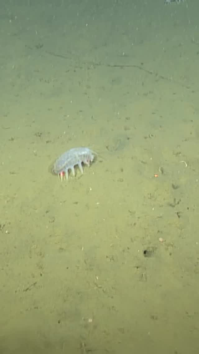These see-through sea cucumbers snuffle across the seafloor to find tasty morsels in the mud.

Sea pigs (Scotoplanes sp.) are one of the most commonly sighted animals on the deep seafloor off Monterey Bay—but plentiful hardly means boring. Unlike most sea cucumbers, which have stumpy tube feet tucked beneath their bodies, sea pigs use their long, stilt-like tube feet to suspend their bodies above the soft mud.