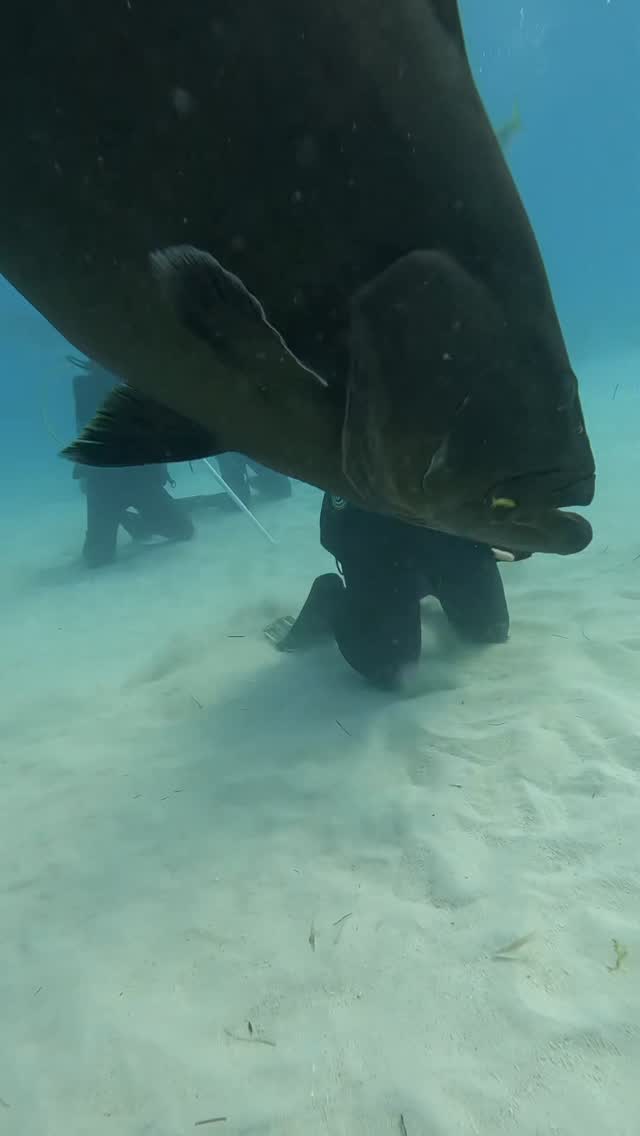 Today and today only the grouper can run the expedition! Well, he can try 🤷‍♂️ 

#scuba #diving #tigershark #sharks #grouper