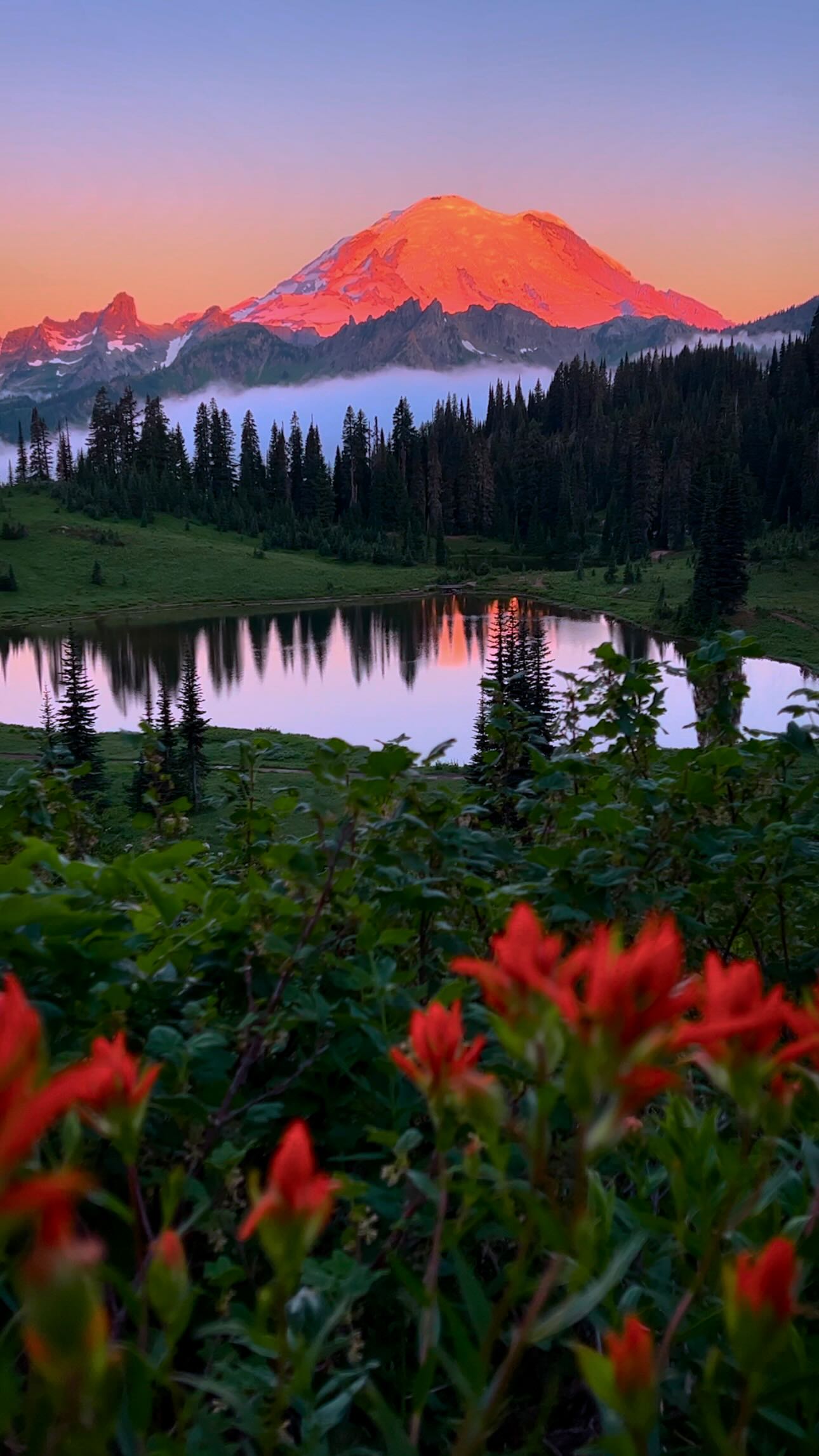 Summer sunrise flower bloom at Mount Rainier 🌹
#pnw #pacificnorthwest #mountrainier #summer #sunrise #washingtonstate #cinematic #flowers
