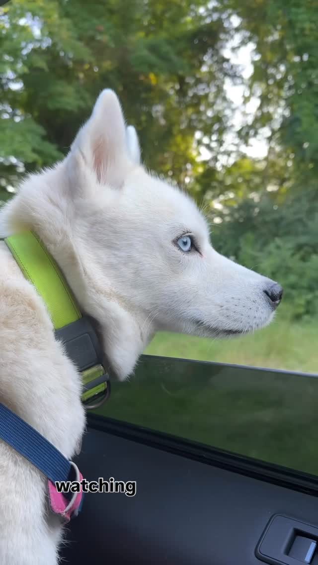 Elsa’s favorite place on earth is Upstate, NY (so far). What’s your dog’s favorite place? Where should I take Els next? Ft: @giddyup_pups