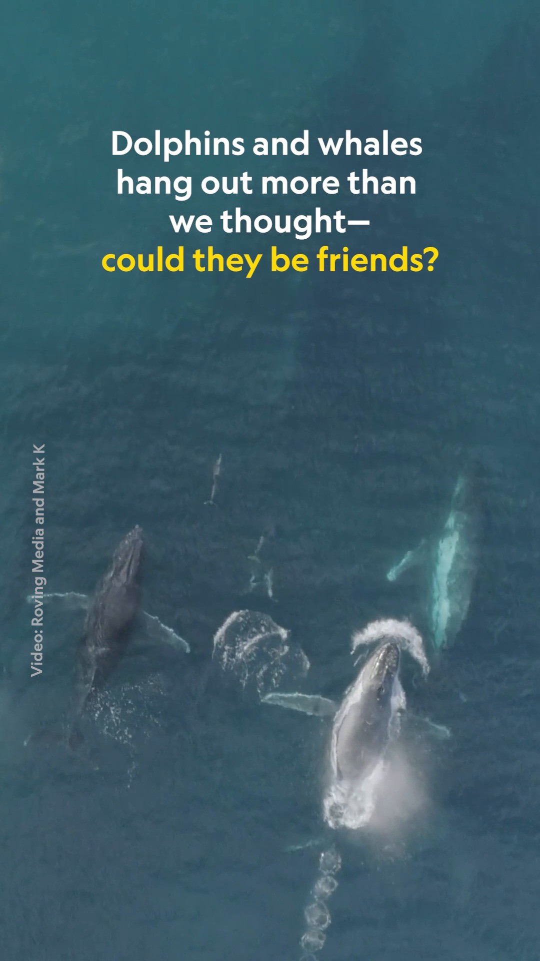 A new study analyzing nearly 200 instances of whale-dolphin interactions between 19 species around the world suggests the possibility that whales and dolphins could be seeking out direct contact with one another. Dolphins have long been seen frolicking near whales, but experts observed them purposefully engaging in positive behavior such as rubbing against the larger cetacean, swimming close to their heads, and even catching a bow ride. And some whale species seem to reciprocate the dolphins’ friendly approaches more than others.
What does this back-and-forth play mean for our understanding of the two marine species? Learn more at the link in bio.
Video by Roving Media and Mark K