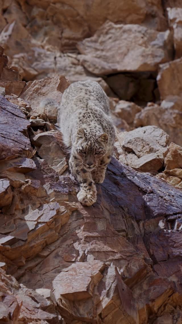 I am always wondering where the snow leopard is in the mountains.
These shots that I bring to you are only possible after countless hours of scanning by the spotters team led by @norboo_uley he’s a real legend of this game.
#wildlifephotography #indianwildlife #snowleopard #himalayas #intothewildwithabhinandansharma #wildlife #snowleopards