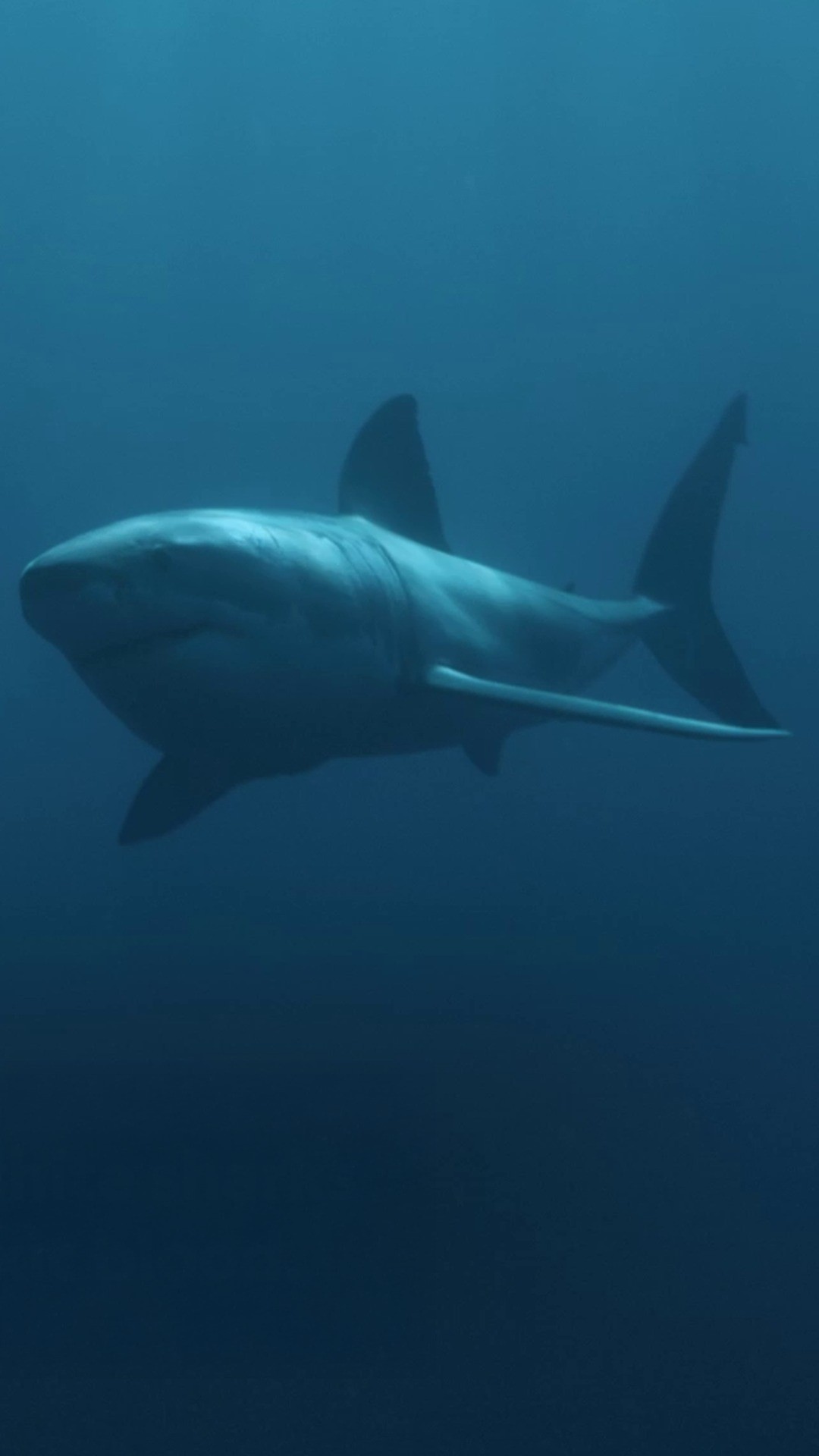 From nurse shark napping habits to the unusual additions that whale sharks have around their eyeballs, you won't believe these jaw-dropping facts! 🦈

Stream the #SharkFest collection on @DisneyPlus and @hulu