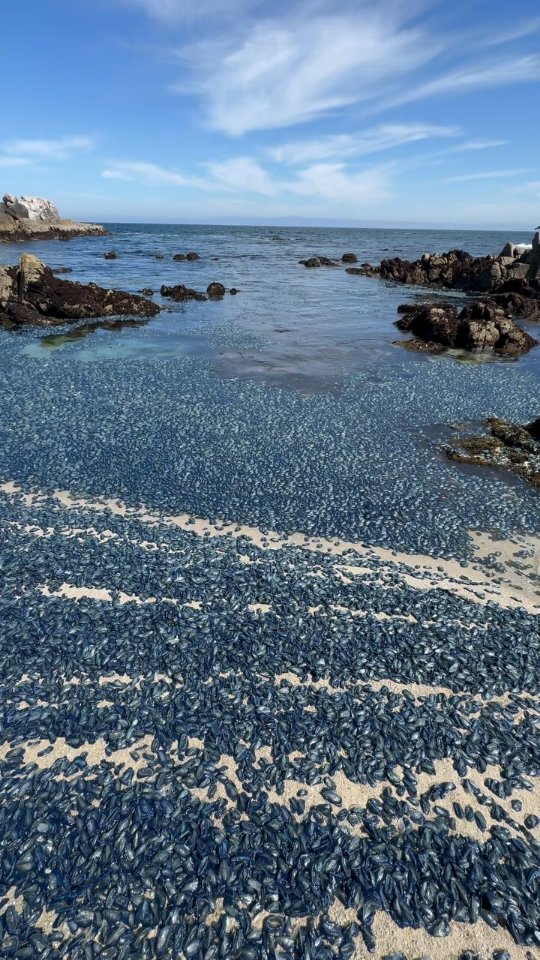 A beach covered with hundreds of thousands of Velella velella — also known as by-the-wind sailors. These hydrozoans are predatory animals distantly related to corals, sea anemones, and jellies.
Captured by @mike_kauffmann