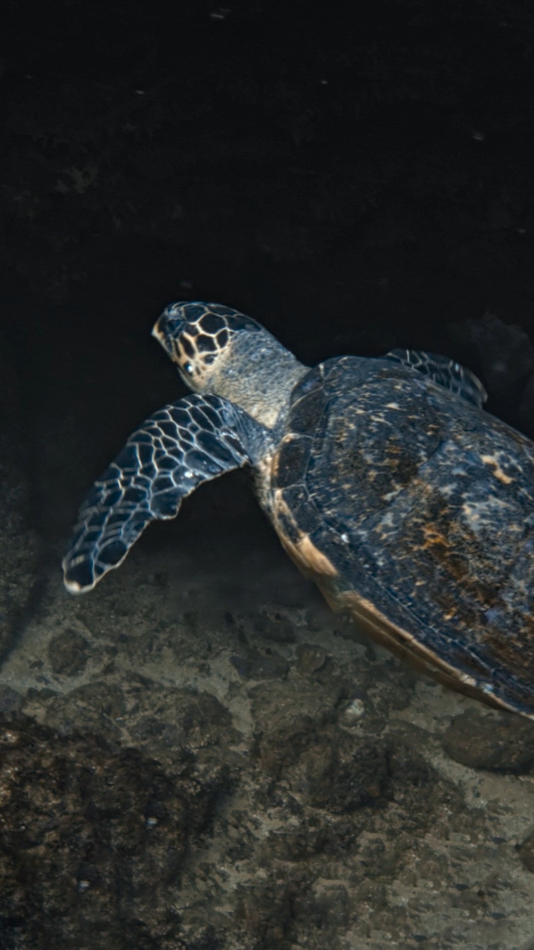 South Africa's Aliwal Shoal isn't just home to sharks, but to all kinds of interesting sea creatures. When sharks are protected, the entire ecosystem benefits.

#SharksUpClose with @bertiegregory is now streaming on @DisneyPlus and @hulu.