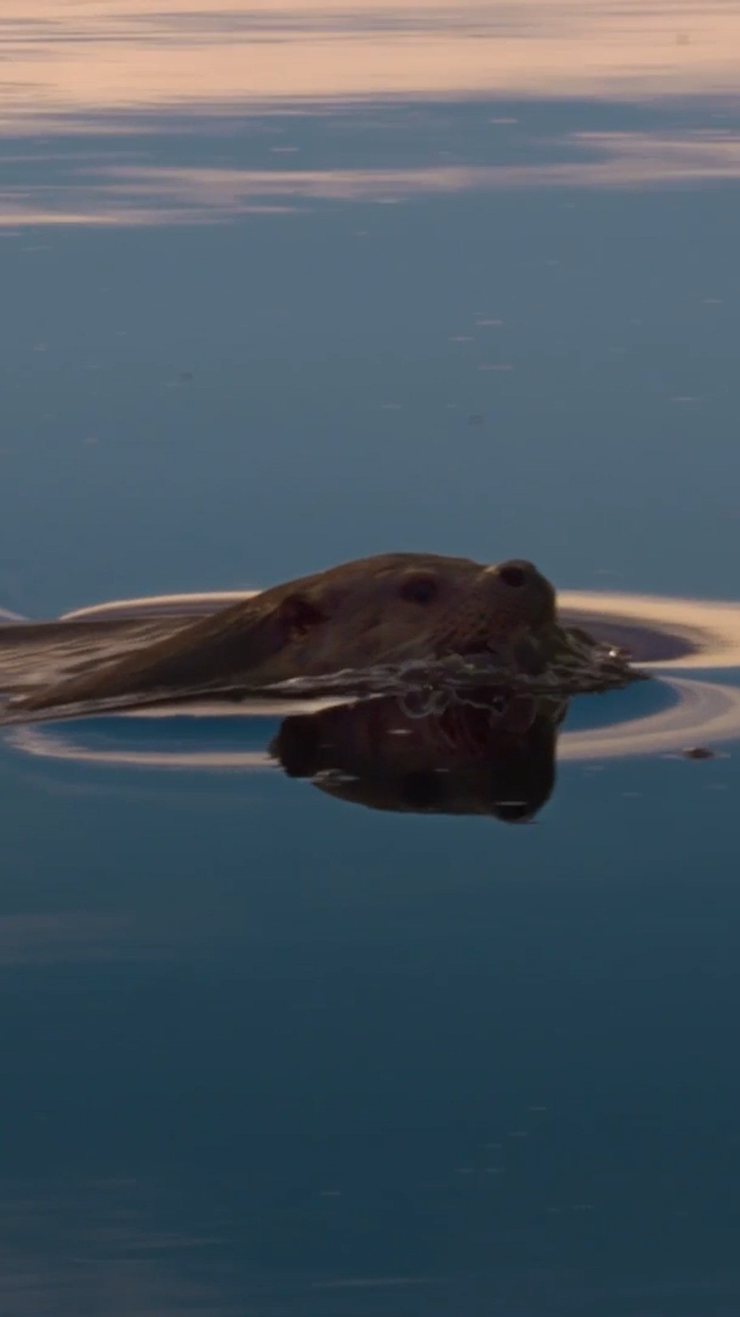 We hope you find a friendship like Billy and Molly, @killatrav 🦦💛
 
Experience the touching story of Billy, whose devotion to a struggling otter fosters an unexpected and heartwarming companionship. #BillyAndMolly: An Otter Love Story is now streaming on @DisneyPlus and @hulu 🦦