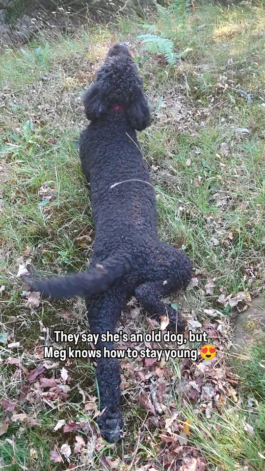 Still bringing pure joy to all my woodland wanders @meginthewoods
#dogsofinstagram #woodlandwalk #dogslife