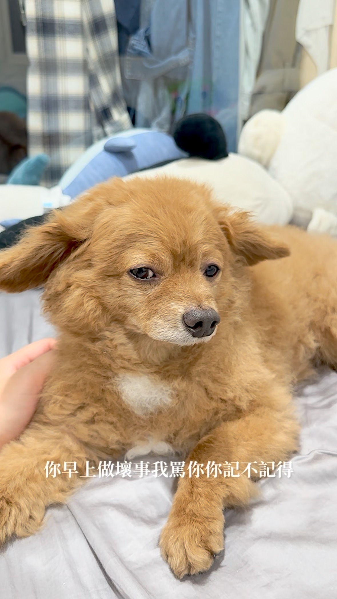 糰總:睡前檢討會什麼時候才會停止🤚🏻
(小狗的眼神會不會太叛逆!很明顯是左耳進右耳出🙂↕️)
#puppy #84monthsold #dog#狗狗#mix#米克斯#糰子#pet#毛小孩#白色胸毛#汪星人#玩耍#小狗日常 #7yearsold #寵物攝影 #doglover