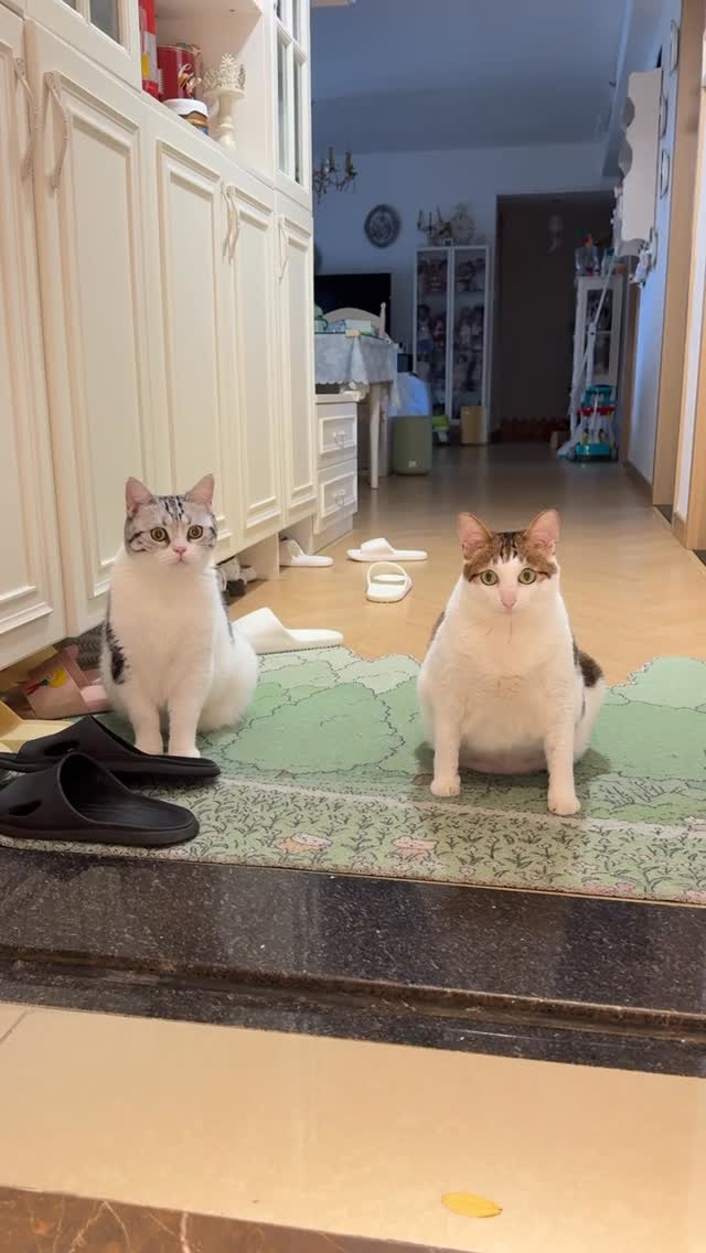 Baobao and Miko are so synchronous 

#cat
#catlover 
#catsofinstagram