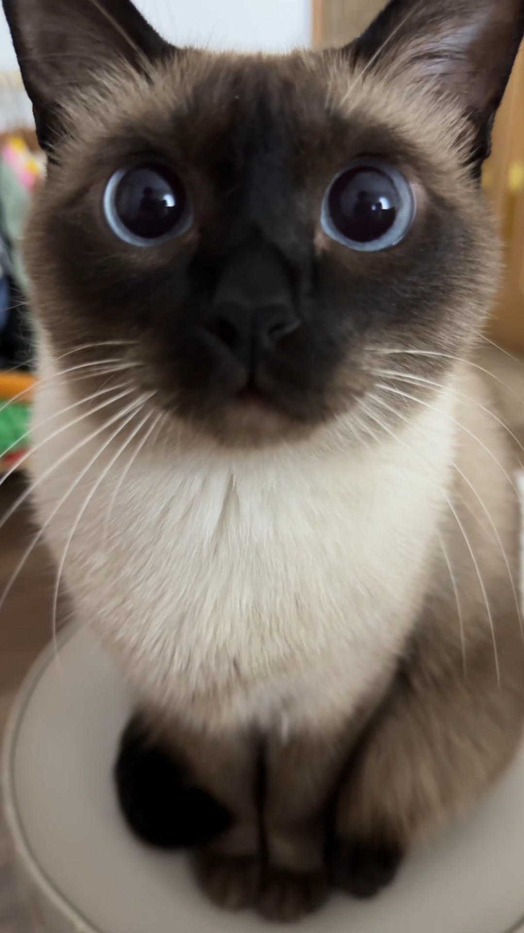 Once you are entangled by a kitten, you can't escape #jemua #siamesecat #cats #cute #funny #cutecat #petstagram #芥末 #萌宠 #暹罗猫