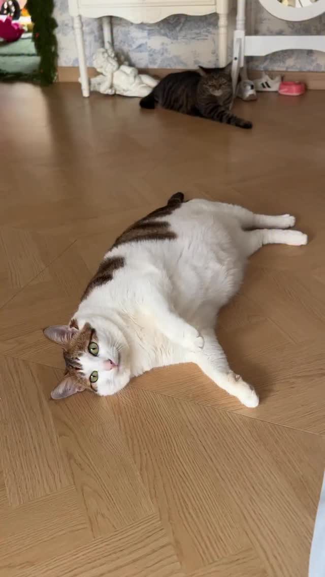 Do the flip, then get the treat.
#cat
#catlover
#catsofinstagram