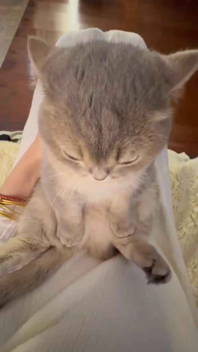 哈基米曼波#catsofinstagram #cats_of_instagram