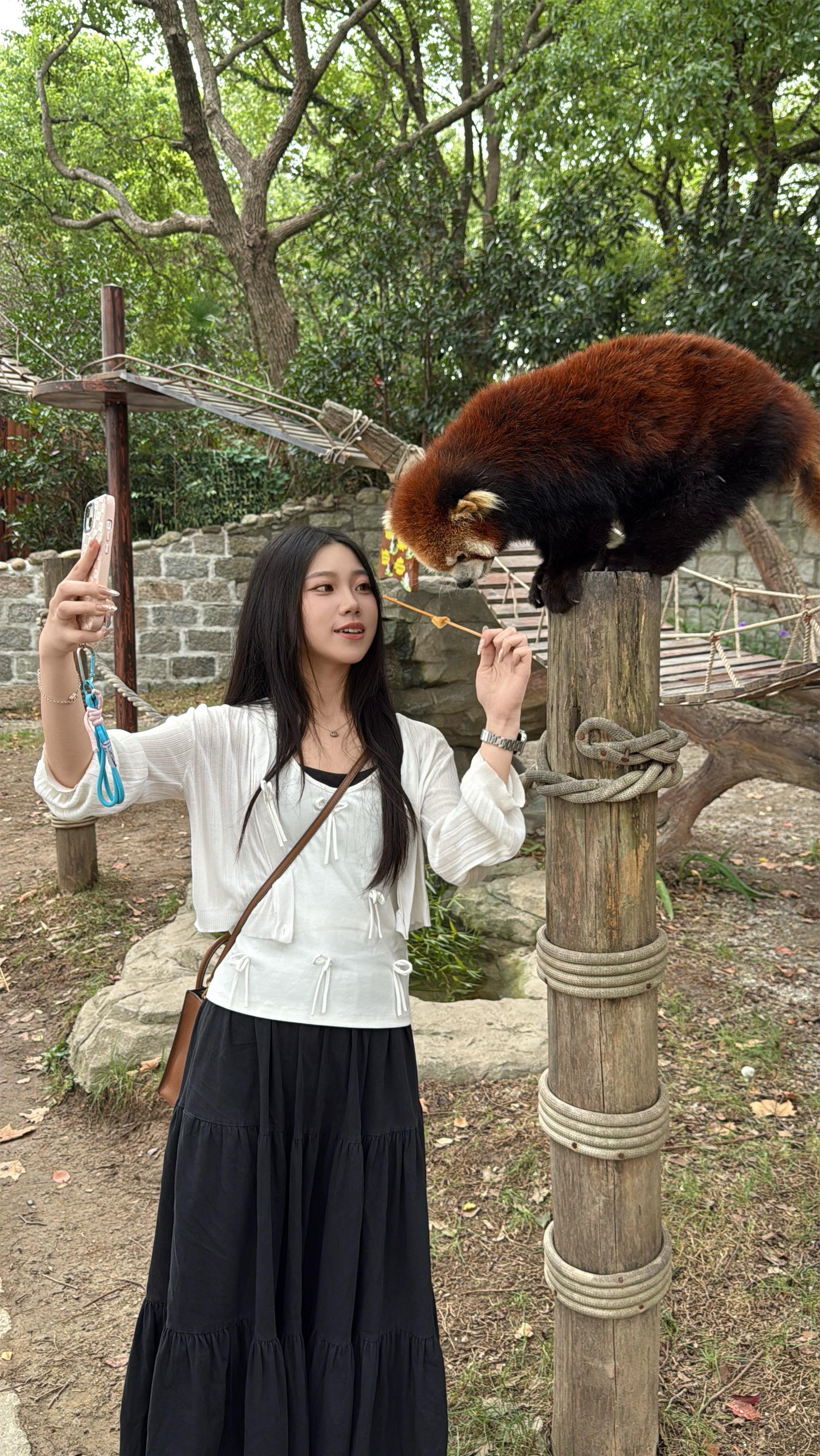 人生總該餵一次小熊貓吧
主動的胖寶寶!
#小熊貓