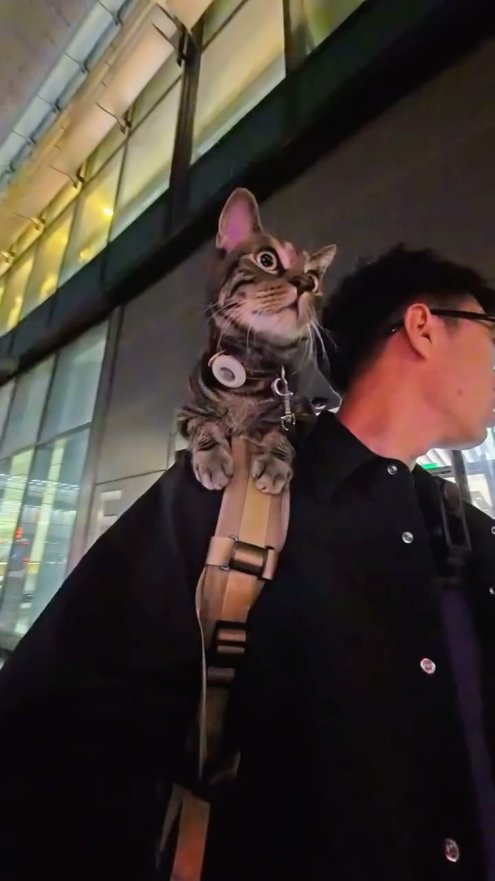 Beijing - Madrid，8100km，Travel Around the World with a Cat（2）