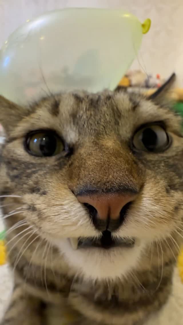 Stinky kitten#cats #fyp